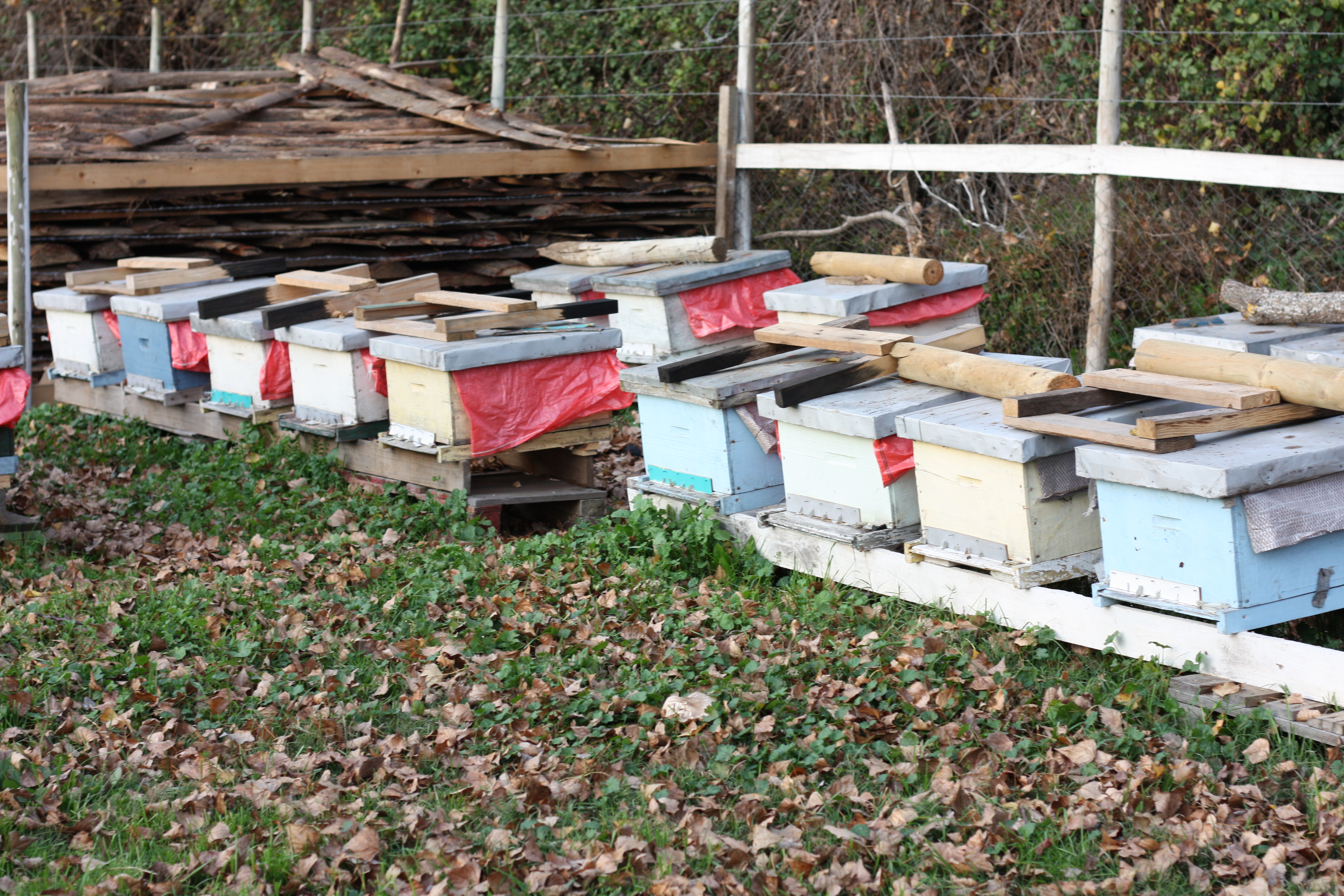 Abejas y biodiversidad en Doña Rita