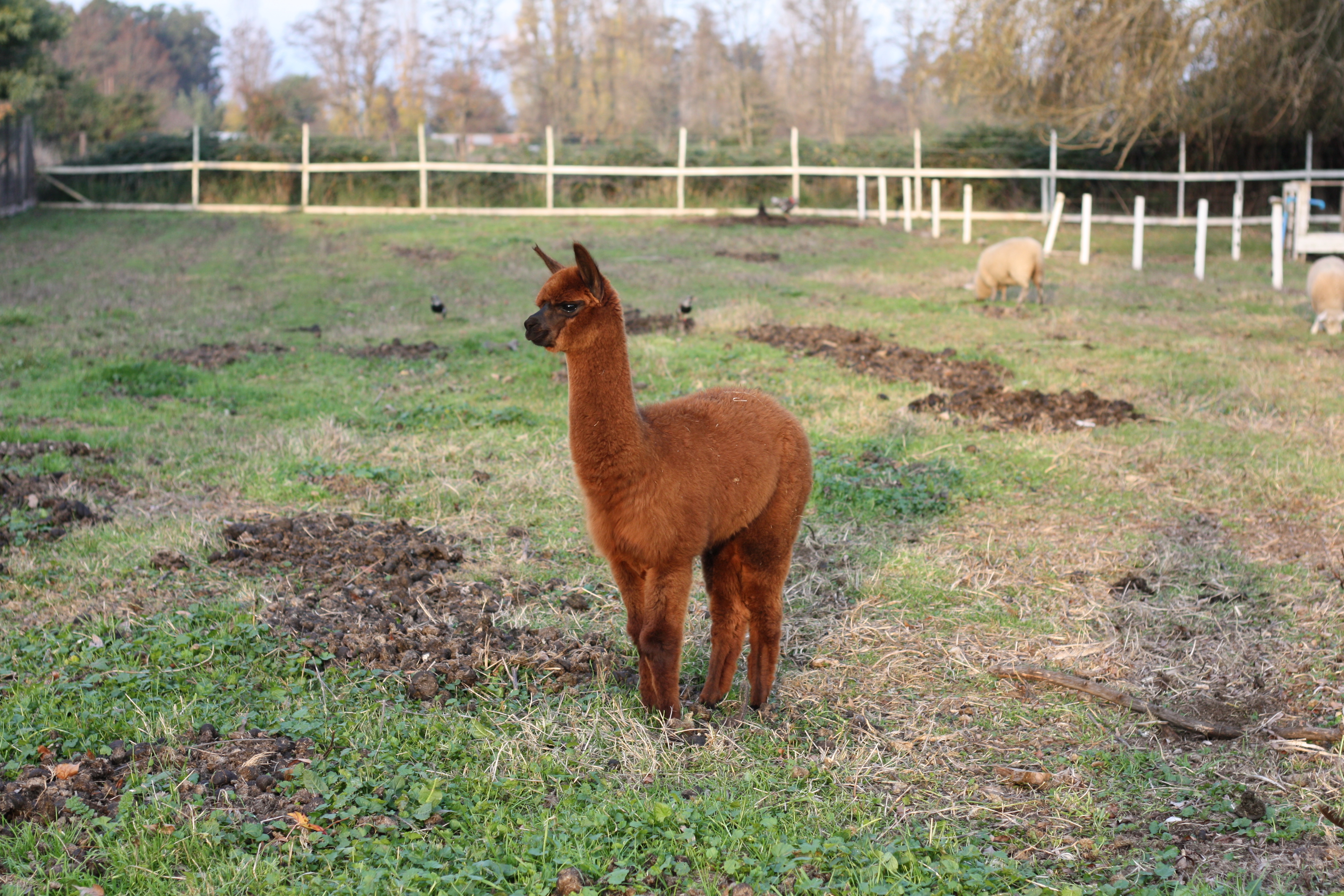 Animales de la granja interactiva